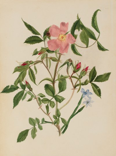 Rosa silvestre y hierba de ojos azules Rosa species y Sisyrinchium species de Mary Vaux Walcott
