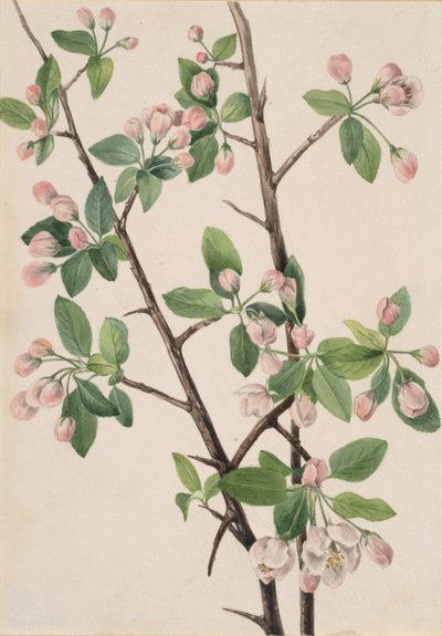 Manzano Silvestre Dulce Malus coronaria, 1920 de Mary Vaux Walcott