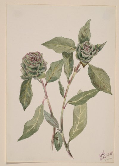Sauce (Salix) de Mary Vaux Walcott
