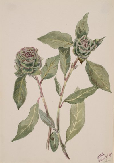 Sauce Salix, 1900 de Mary Vaux Walcott