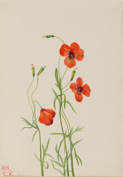 Amapola de viento Stylomecon heterophylla, 1926 de Mary Vaux Walcott