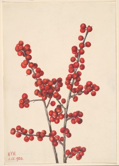 Winterberry (Ilex verticillata) de Mary Vaux Walcott