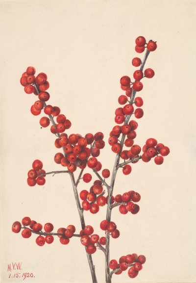 Acebo de invierno Ilex verticillata de Mary Vaux Walcott