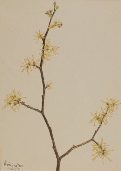 Hamamelis virginiana, 1917 de Mary Vaux Walcott