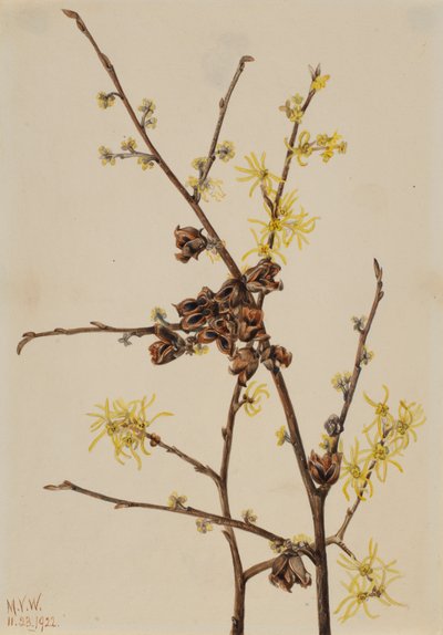 Hamamelis virginiana, 1922 de Mary Vaux Walcott