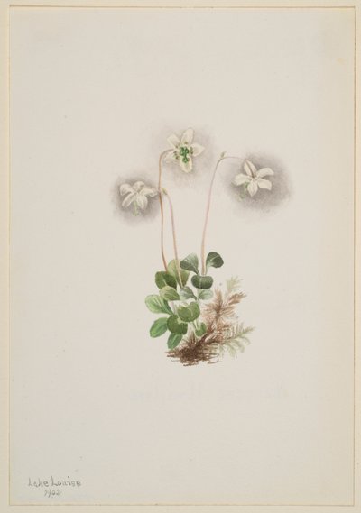 Wood-Nymph (Moneses uniflora) de Mary Vaux Walcott