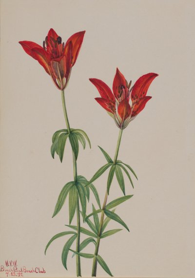 Lirio de los bosques (Lilium philadelphicum) de Mary Vaux Walcott
