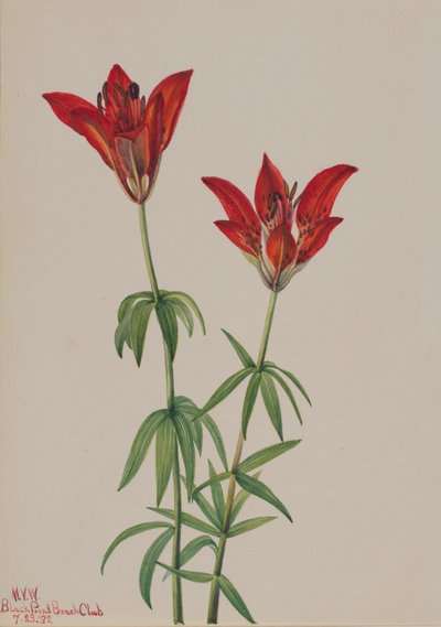 Lirio de madera Lilium philadelphicum de Mary Vaux Walcott