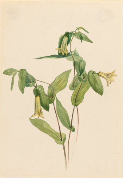Campanillas de bosque (Uvularia perfoliata) de Mary Vaux Walcott