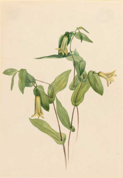 Campanillas de madera Uvularia perfoliata de Mary Vaux Walcott
