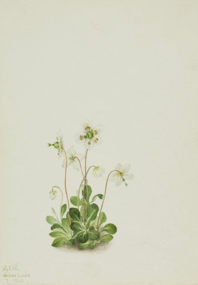 Ninfa del bosque Moneses uniflora, 1925 de Mary Vaux Walcott