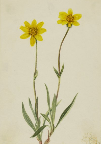 Árnica lanuda de Mary Vaux Walcott