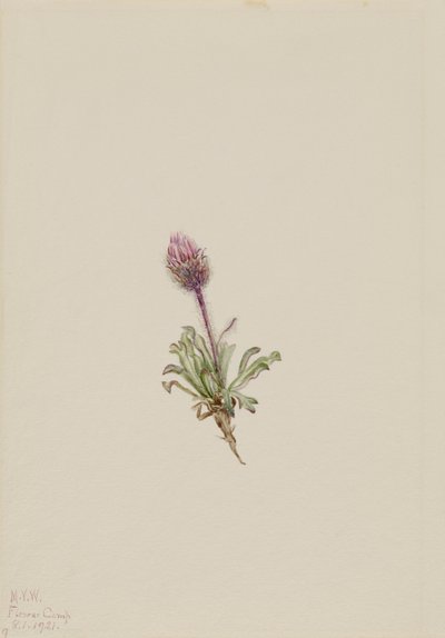 Erigeron lanatus de Mary Vaux Walcott