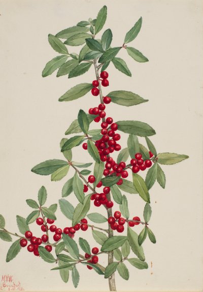 Yaupon (Ilex vomitoria) de Mary Vaux Walcott