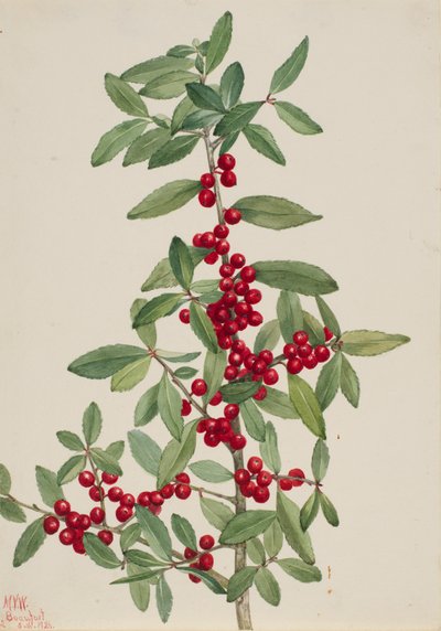 Acebo Yaupon Ilex vomitoria de Mary Vaux Walcott