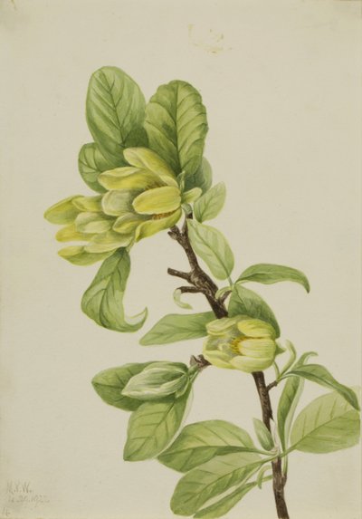 Calabacera amarilla (Magnolia cordata) de Mary Vaux Walcott