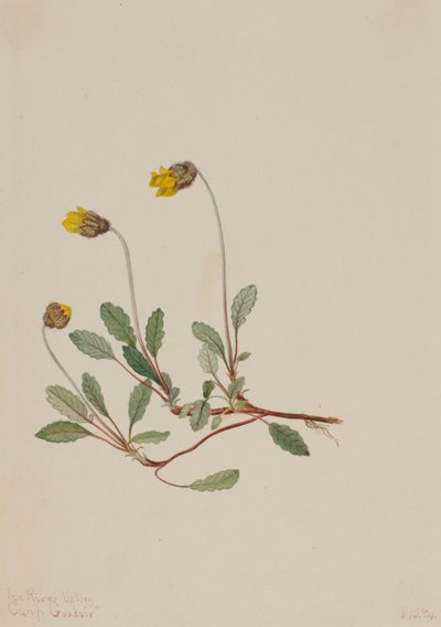 Dríade amarilla (Dryas drummondii) de Mary Vaux Walcott