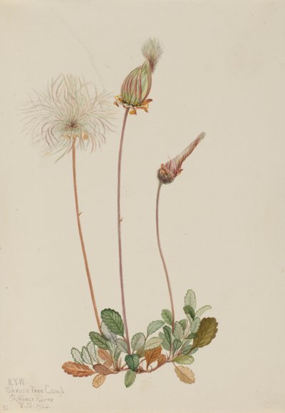Dríade amarilla (fruto) (Dryas drummondii) de Mary Vaux Walcott