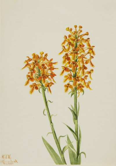 Orquídea de flecos amarillos (Habenaria ciliaris) de Mary Vaux Walcott