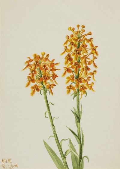 Orquídea de flecos amarillos de Mary Vaux Walcott