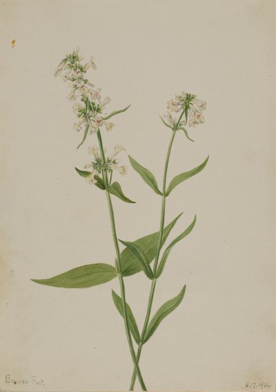 Pentstemon amarillo (Pentstemon confertus) de Mary Vaux Walcott