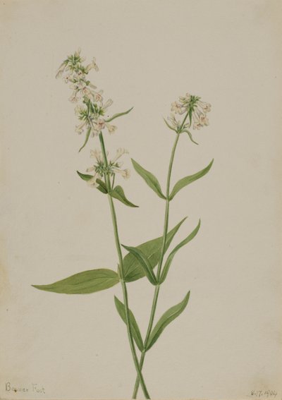 Pentstemon amarillo Pentstemon confertus de Mary Vaux Walcott