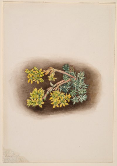 Cantueso amarillo (Sedum stenopetalum) de Mary Vaux Walcott