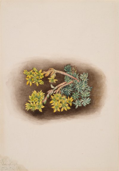 Sedum amarillo Sedum stenopetalum, 1922 de Mary Vaux Walcott