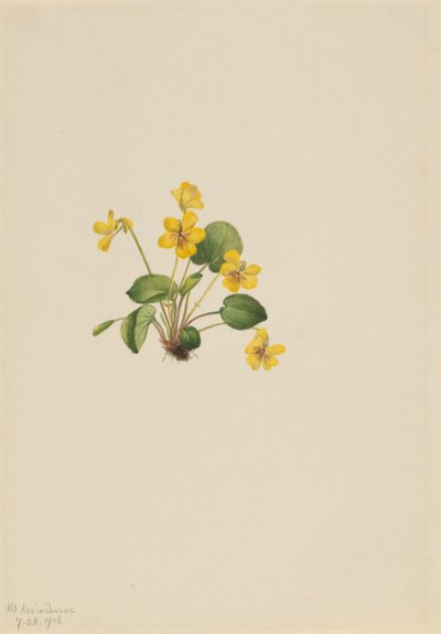 Violeta amarilla (Viola orbiculata) de Mary Vaux Walcott