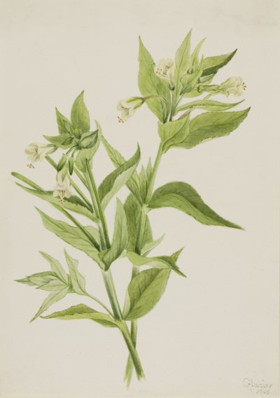 Sauce amarillo (Epilobium lutem) de Mary Vaux Walcott