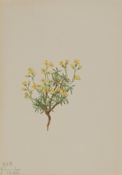 Hierba de Sauce Amarillo, 1922 de Mary Vaux Walcott