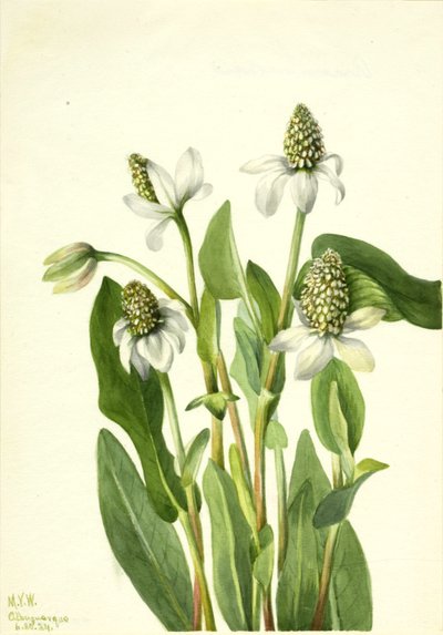 Yerba Mansa Anemopsis californica, 1934 de Mary Vaux Walcott