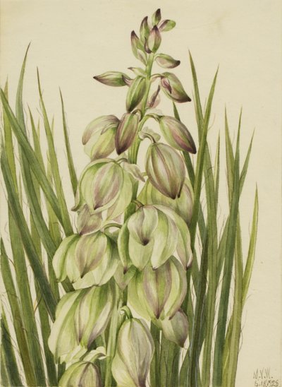 Yuca (Yucca baileyi) de Mary Vaux Walcott
