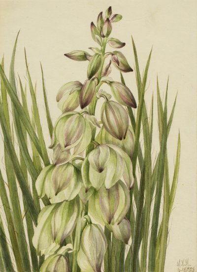 Yuca Yucca baileyi, 1928 de Mary Vaux Walcott