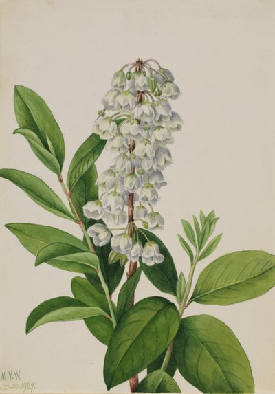 Zenobia (Zenobia cassinifolia) de Mary Vaux Walcott