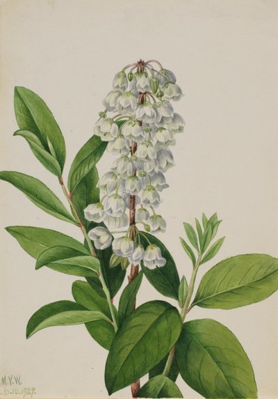 Zenobia Zenobia cassinifolia, 1927 de Mary Vaux Walcott