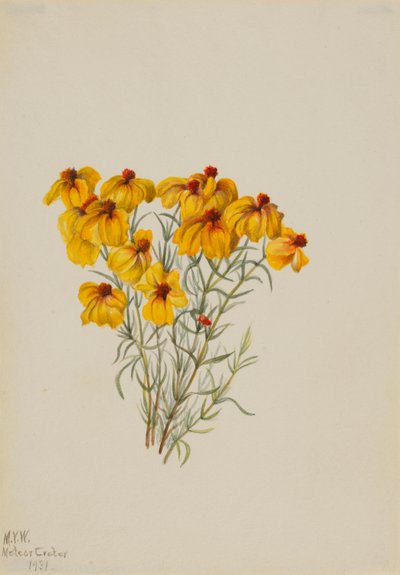 Zinnia (Zinnia grandiflora) de Mary Vaux Walcott