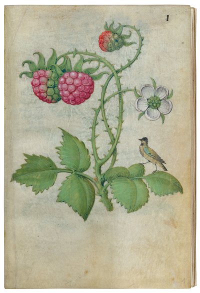 Libro de estudios de flores de Master of Claude de France