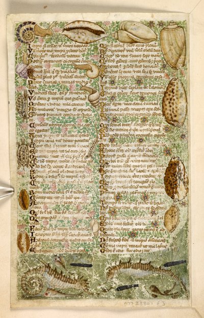 Agregar. 28841, f.3v: Caballitos de mar, caracoles y conchas, de un Tratado sobre las virtudes y los vicios, y una historia anónima en prosa de Sicilia (fragmento), c.1330-40 (vitela) de Master of the Cocharelli Codex
