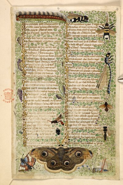 Agregar. 28841, f.4: Avispas, polillas, libélulas y una oruga, de un Tratado sobre las virtudes y los vicios, y una historia anónima en prosa de Sicilia (fragmento), c.1330-40 (vitela) de Master of the Cocharelli Codex
