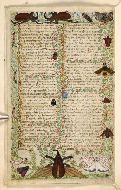 Agregar. 28841, f.4v: Polillas y escarabajos cornudos, de un Tratado sobre las virtudes y los vicios, y una historia en prosa anónima de Sicilia (fragmento), c.1330-40 (vitela) de Master of the Cocharelli Codex