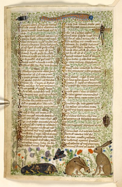 Agregar. 28841, f.6v: Conejos e insectos, incluida una oruga, una libélula y una polilla, de un Tratado sobre las virtudes y los vicios, y una historia en prosa anónima de Sicilia (fragmento), c.1330-40 (vitela) de Master of the Cocharelli Codex