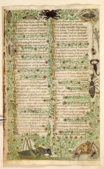 Agregar. 28841, f.7v: Flores, frutos e insectos, entre ellos un escorpión y una lagartija.  Tratado sobre las virtudes y los vicios y una historia anónima en prosa de Sicilia (fragmento)  Cocharelli de Master of the Cocharelli Codex