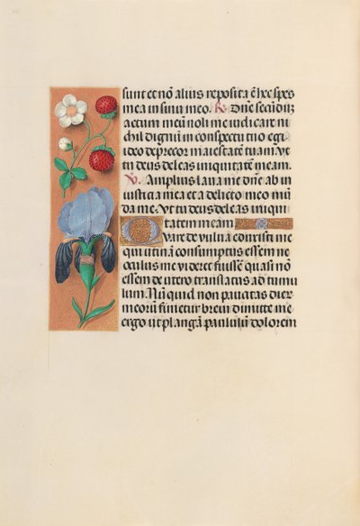 Horas de la Reina Isabel la Católica, Reina de España: Fol. 245v de Master of the First Prayerbook of Maximillian