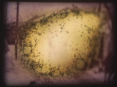 Barbarroja, 2002 (Proyector de vídeo y proyector de diapositivas simulado) de Mat Collishaw