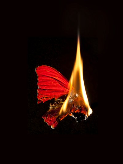 Burning Butterfly 18, 2013 (impresión Lambda) de Mat Collishaw