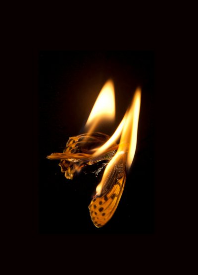 Burning Butterfly 20, 2013 (impresión Lambda) de Mat Collishaw
