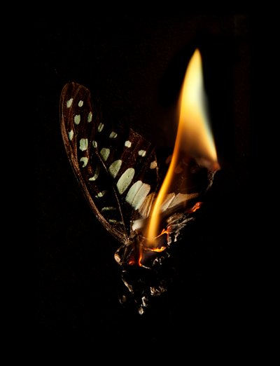 Burning Butterfly 24, 2013 (impresión Lambda) de Mat Collishaw