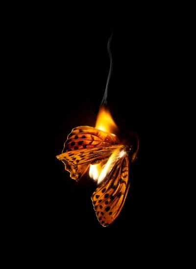Burning Butterfly 25, 2013 (impresión Lambda) de Mat Collishaw