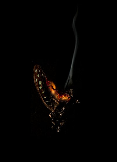 Burning Butterfly 5, 2013 (impresión Lambda) de Mat Collishaw